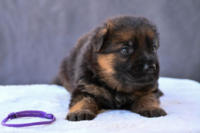 Hermes (Purple)