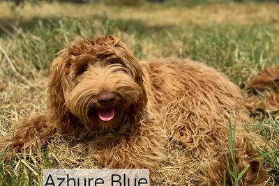 Gnalla Nagal Azhure Blue