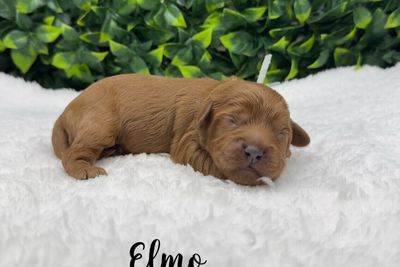 Elmo