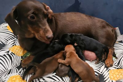 Sizzly Sausage