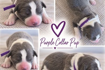 Purple - Boy 3