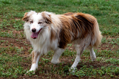 Jasper