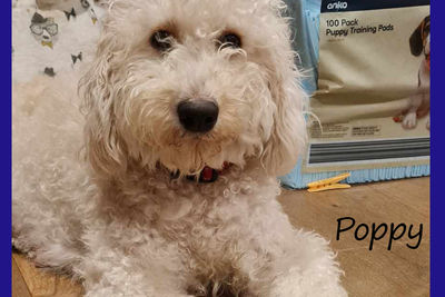 POPPY