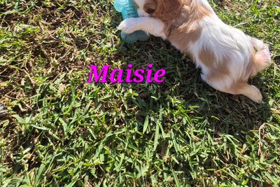 Maisie