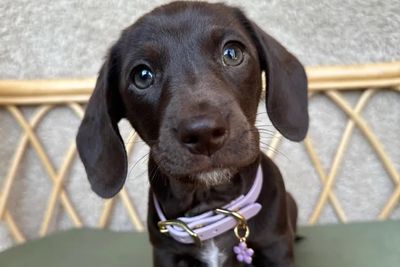 Remi- Red Collar