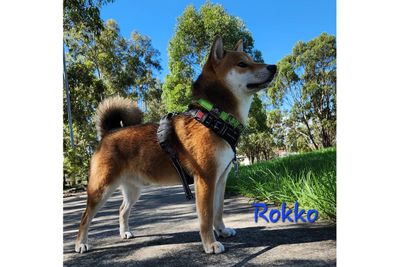 Rokko