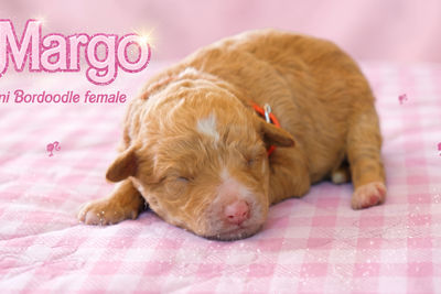 Margo