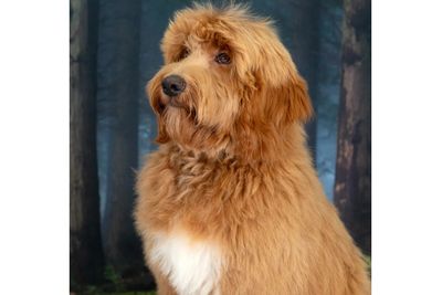 Cider Fields Cindy