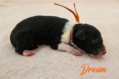 Dream