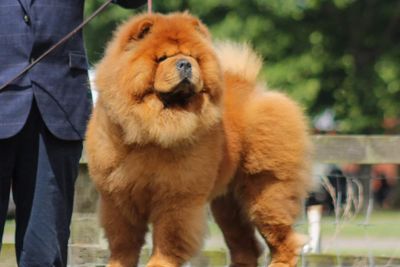 Ch. Elvis Amazing boy Del Tassino To Loyjean (IMP CHE)