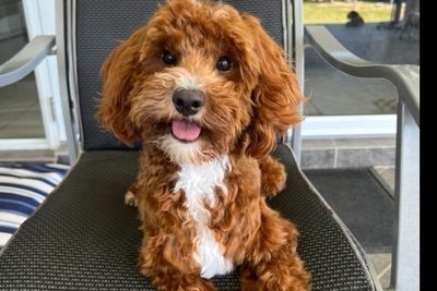 Baxter