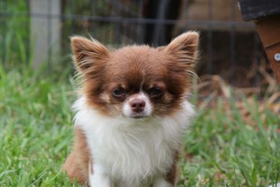 Paco
