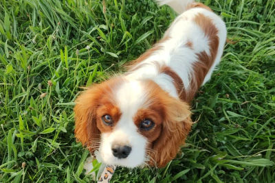 Bently