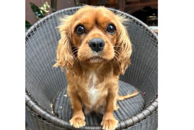 Phoebie 