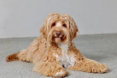 Ridgy Didge Heartsong aka Bentley