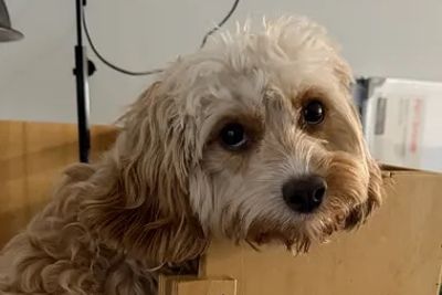 Rosie
