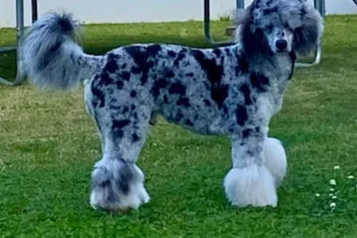 Bernedoodle Manor Bowie