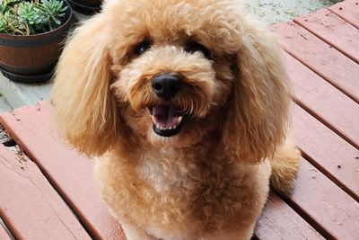 Barney Wubbles 