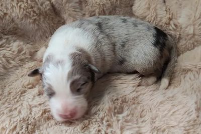 Bonnie • Clancy2 • Tri Blue Merle • $3000