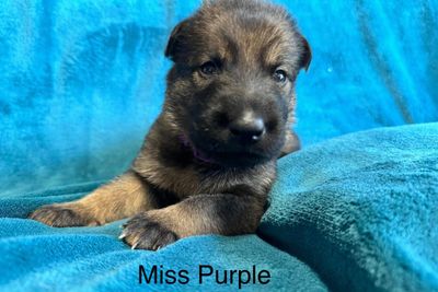 Purple Girl