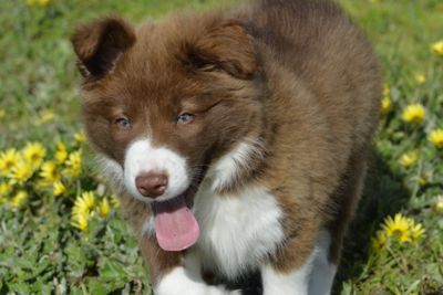 Flynn