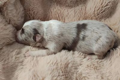 Hendrix • Clancy1 • Tri Chocolate Merle • $3000