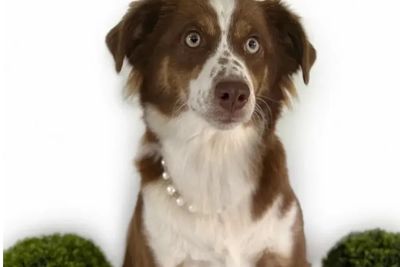 Sweet Pea the Miniature American Shepherd