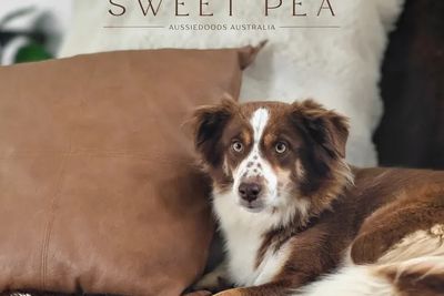 Sweet Pea the Miniature American Shepherd