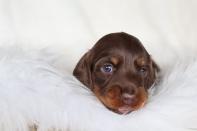 Frankie 