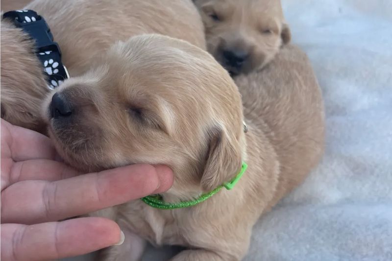 Puppy love kennels discount
