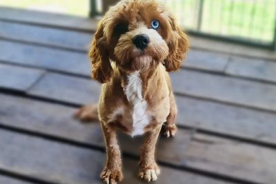Oakley 