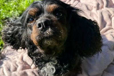 Archie