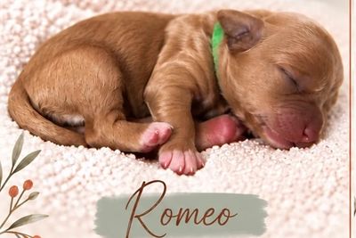 💚 Romeo 
