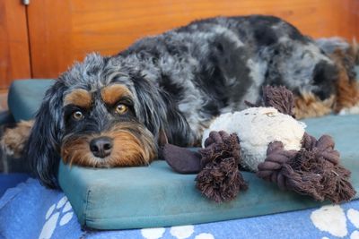 REBEL - RETIRED 
