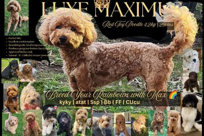 Maximus