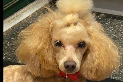 Gucci  ( RETIRED ) 
