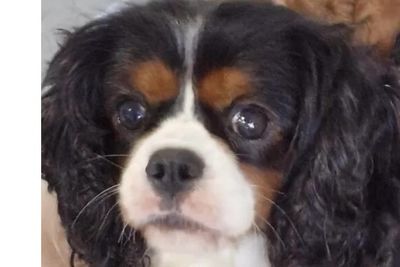 Maebel