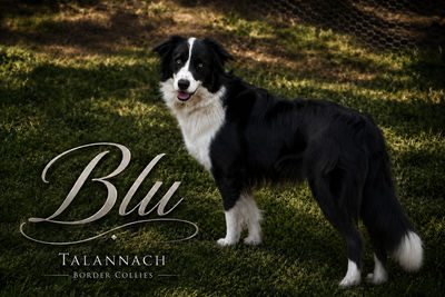 Blu