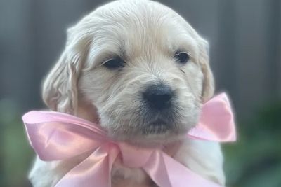 Pink Girl