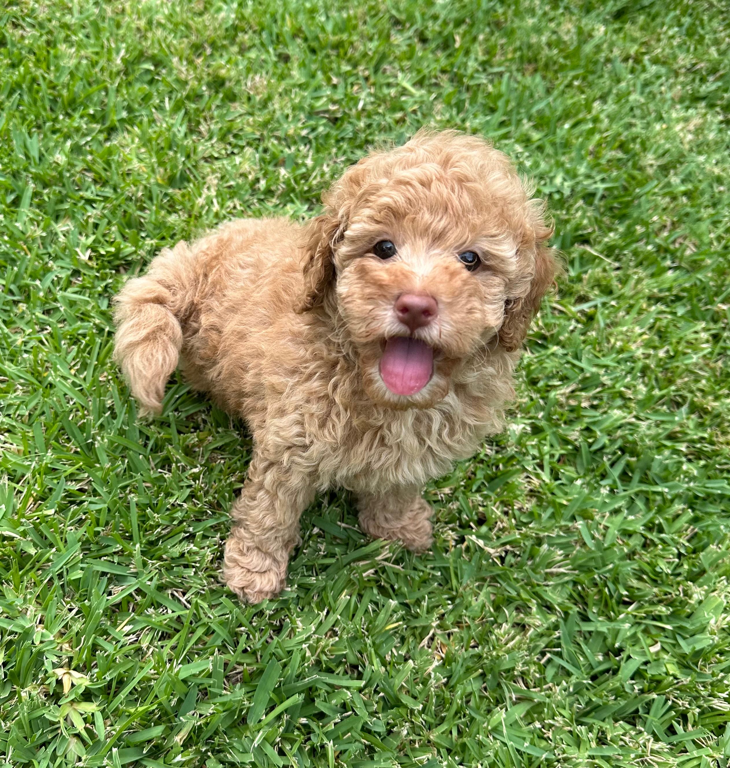 Poodle Toy Puppies Available From