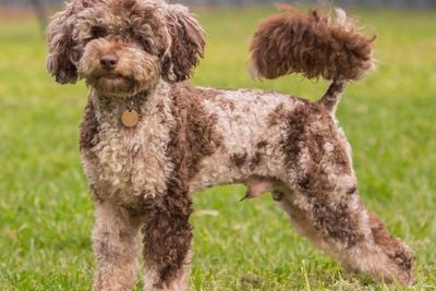 Loki (outside stud)
