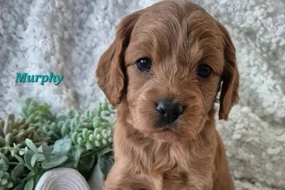 Murphy
