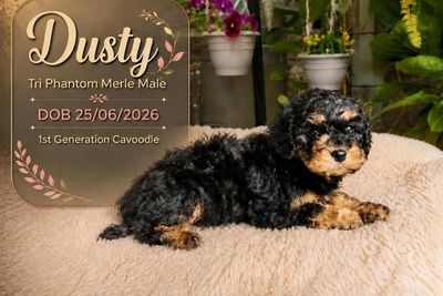 Dusty • Lola4 • Phantom Tri Merle • $2000