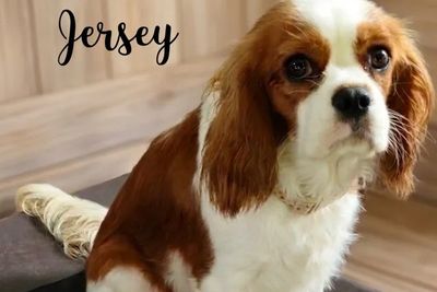 Jersey