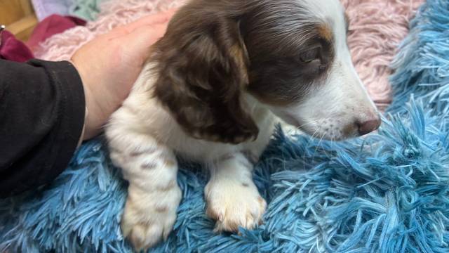 Boy puppy