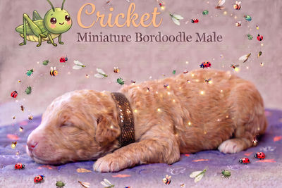 Cricket