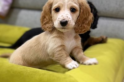 ELSIE