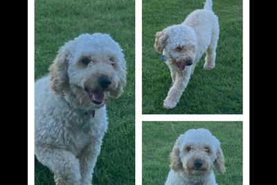 Hugo Miniature Poodle Stud