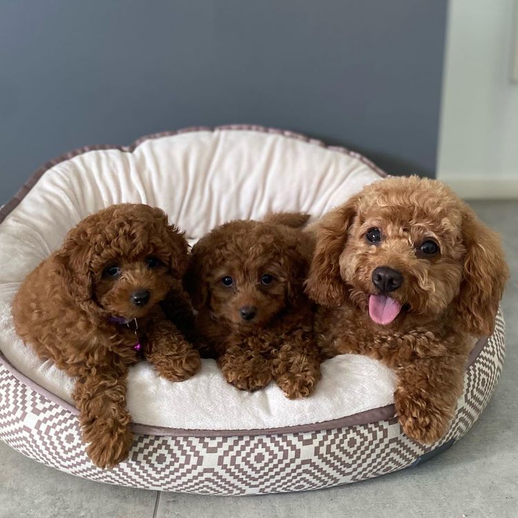Sunny Fields Cavoodles & Theodores