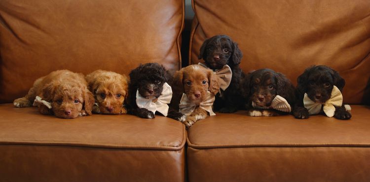 Sunny Fields Cavoodles & Theodores